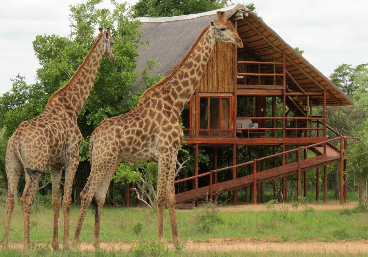 הודספרויט Pezulu Tree House Lodge מראה חיצוני תמונה